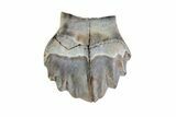 Ankylosaur Tooth - Montana #71211-1